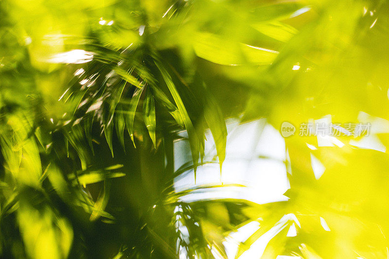 室内植物变色龙特写