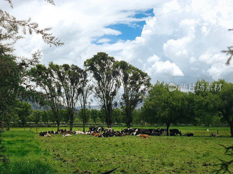 宁静的风景:秘鲁卡哈马卡土地上休息的奶牛的乡村景象