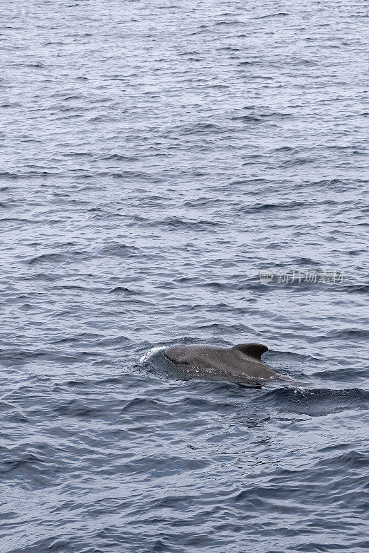 一头领航鲸的垂直框架浮出挪威海，其光滑的外形穿过挪威安第斯附近的水域