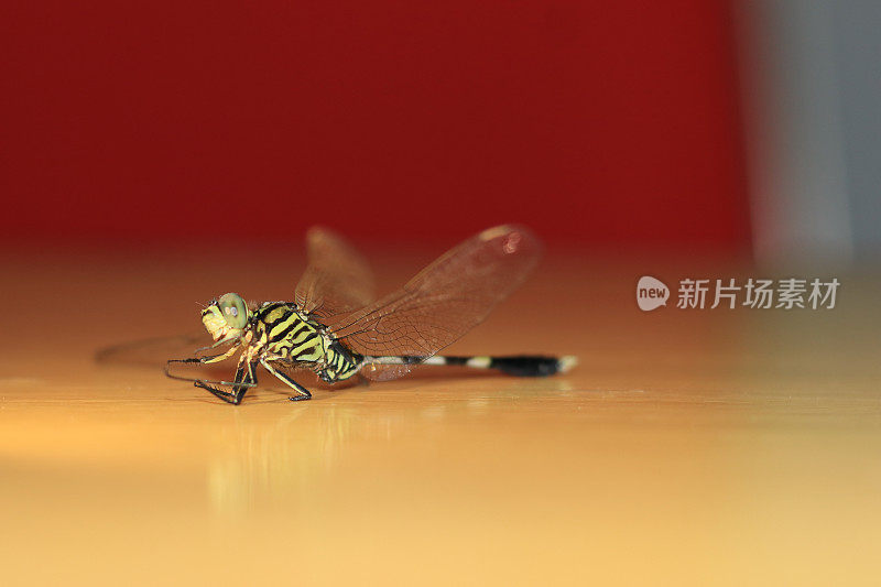 帝蜻蜓特写