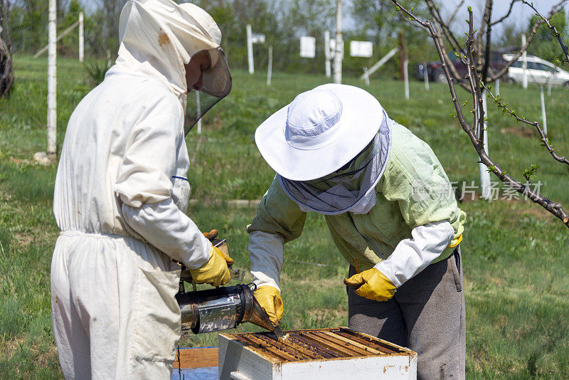 一个养蜂人家庭照料家庭养蜂场的蜂箱。