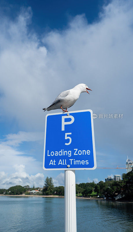 海鸥在5分钟停车标志牌上大喊大叫。Takapuna海滩。奥克兰。垂直格式。