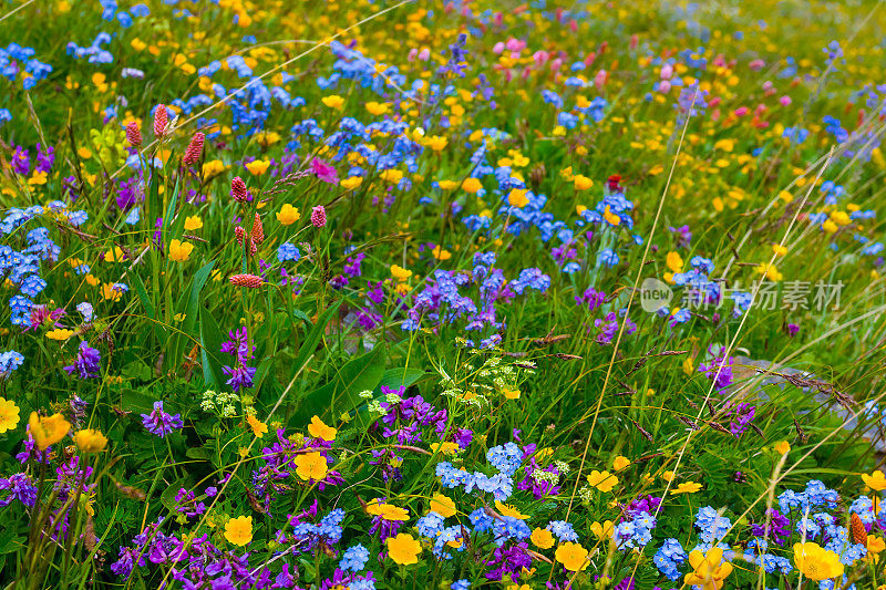 在绿草里堆着多少野生的五颜六色的花
