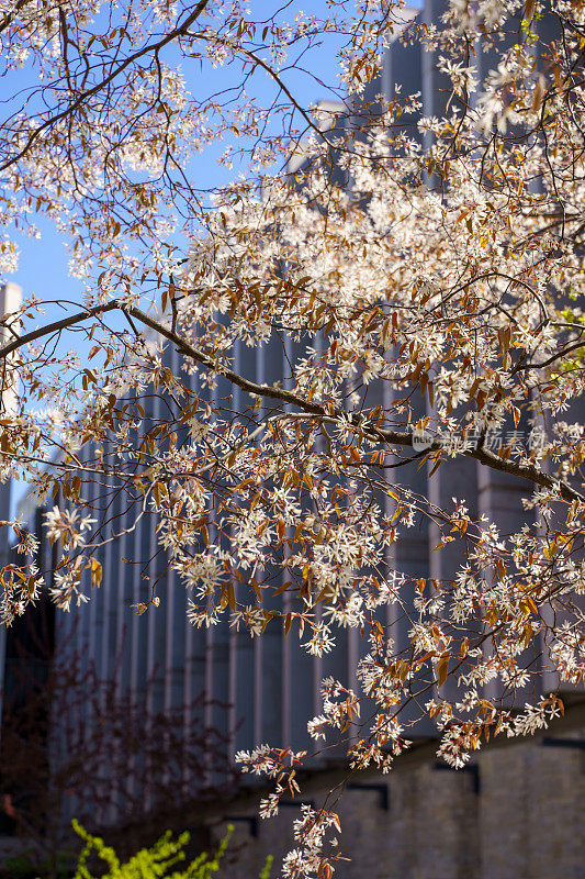 开花的大学校园