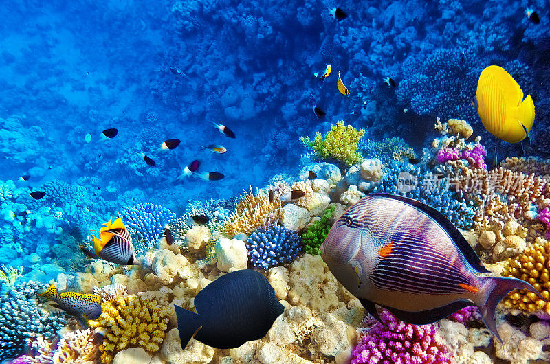 红海里的珊瑚和鱼。埃及、非洲。
