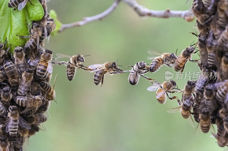 蜜蜂的团队合作将蜜蜂群的两个部分连接起来