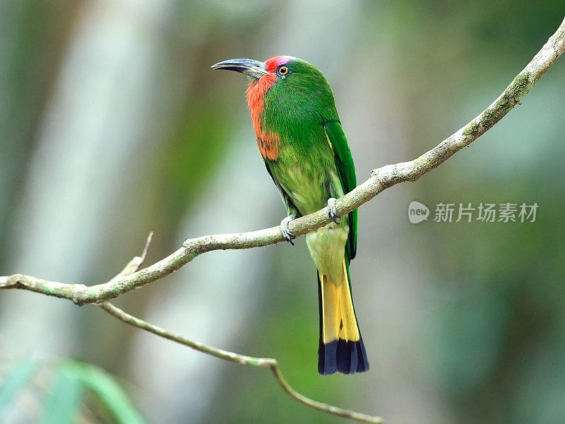 鸟(红胡子食蜂鸟)，泰国
