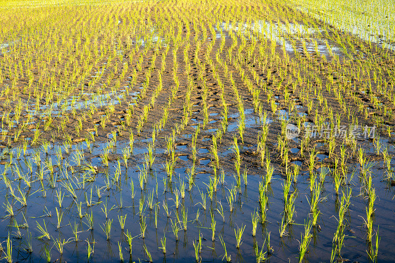 泰国清迈的稻田