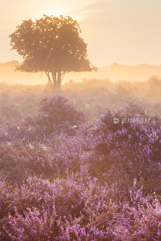日出时分，荷兰希尔弗瑟姆附近，雾气笼罩着盛开的石南花