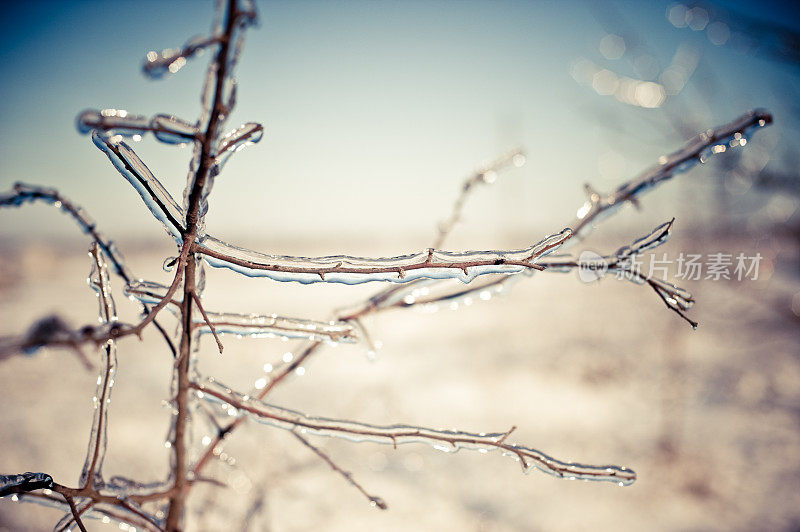 冬日清晨孤独冰冻的树枝，特写，