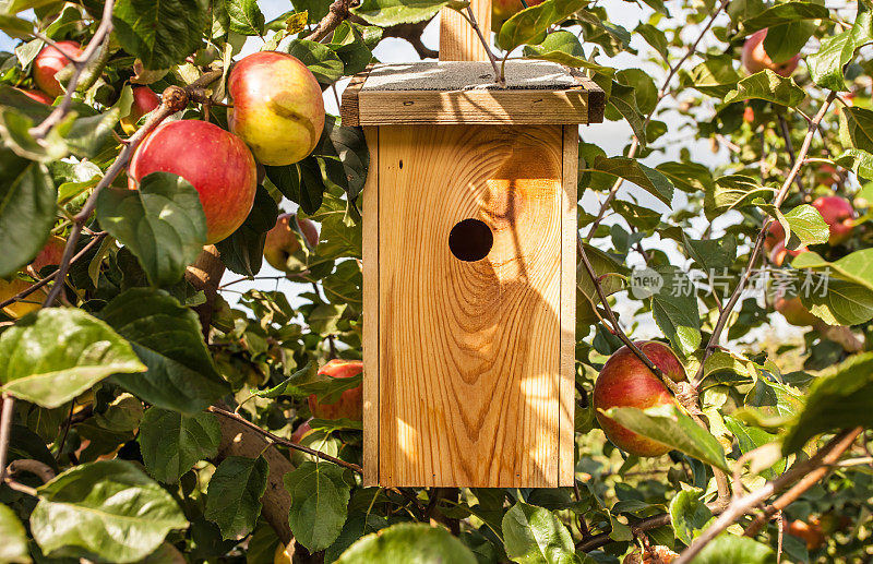 苹果树和鸟屋