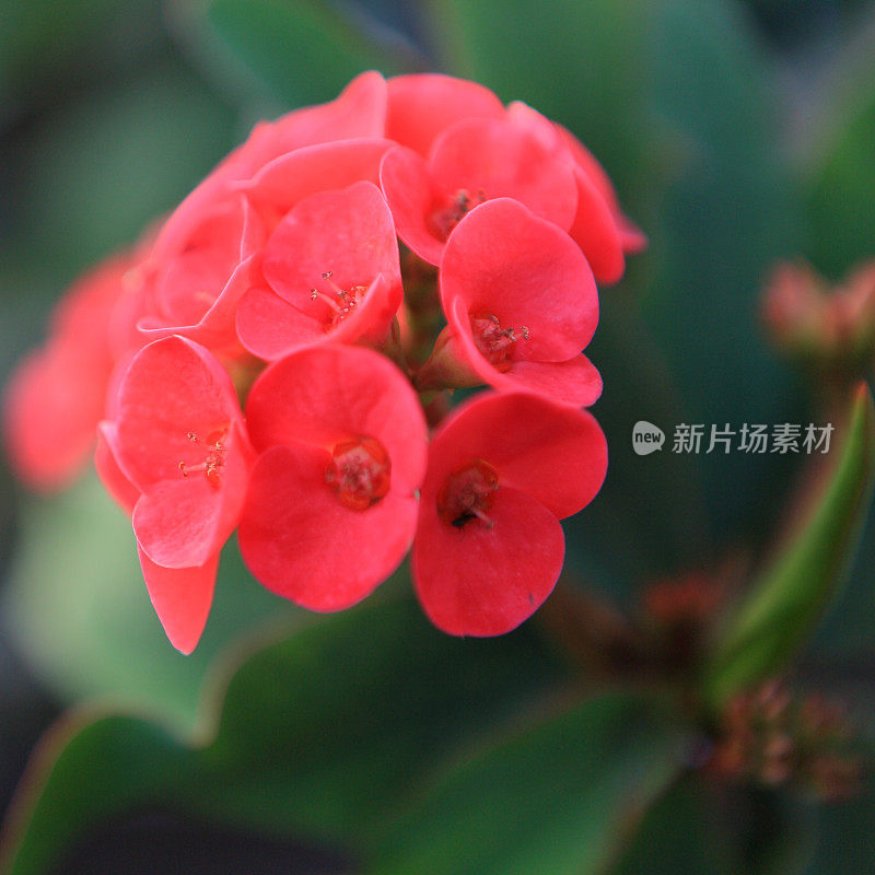 基督植物花的特写