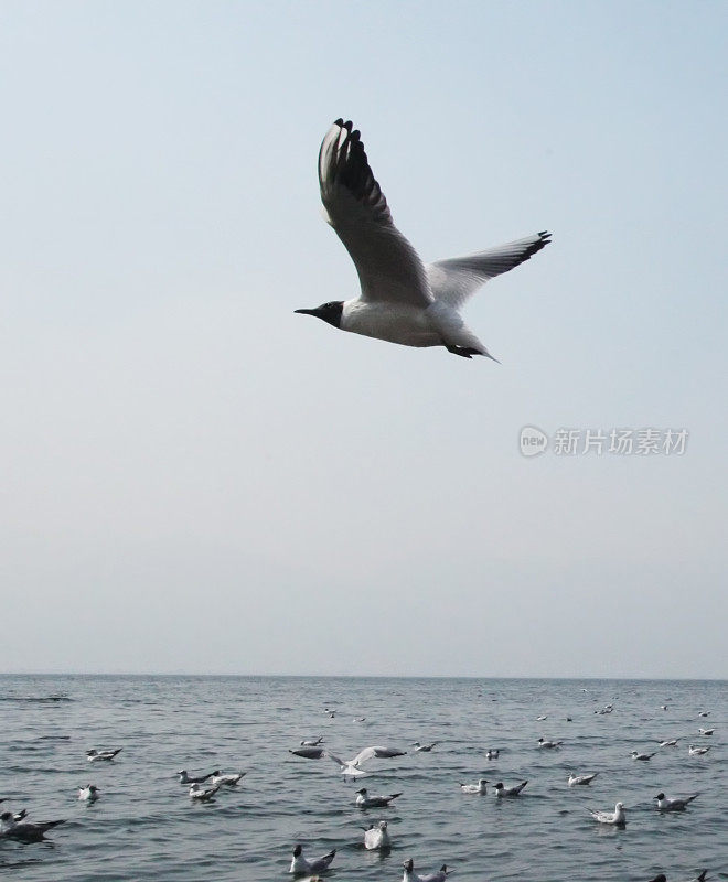 海鸥