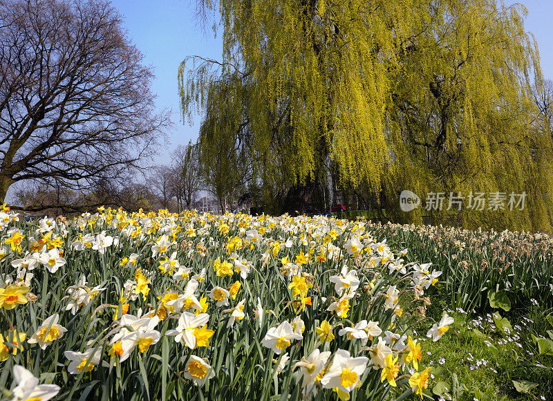 春天的水仙花