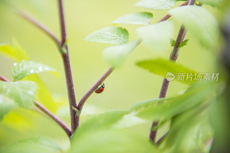 飘虫植物