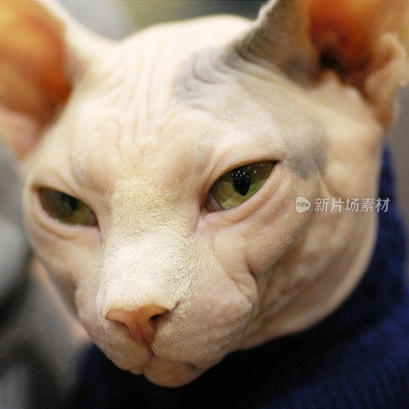 sphynx猫