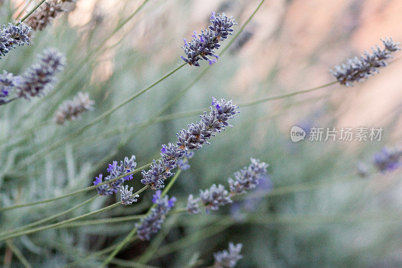 乡村薰衣草植物，具有天然香气