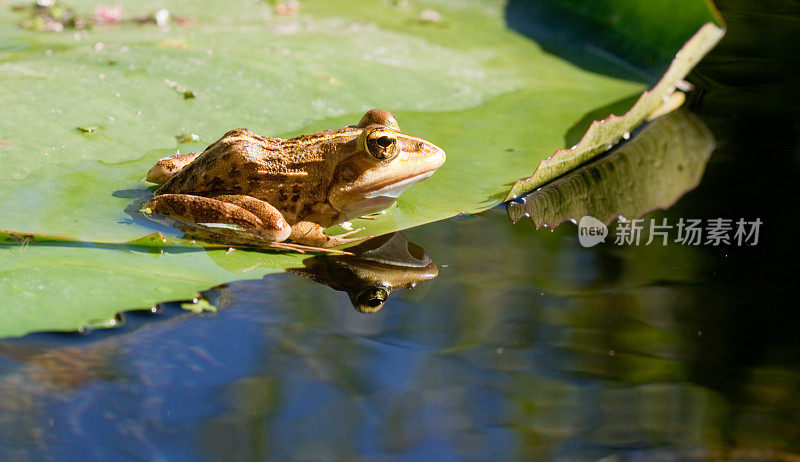 青蛙倒映池塘