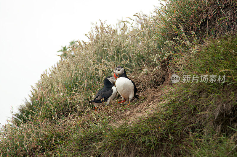 两只海雀在悬崖边