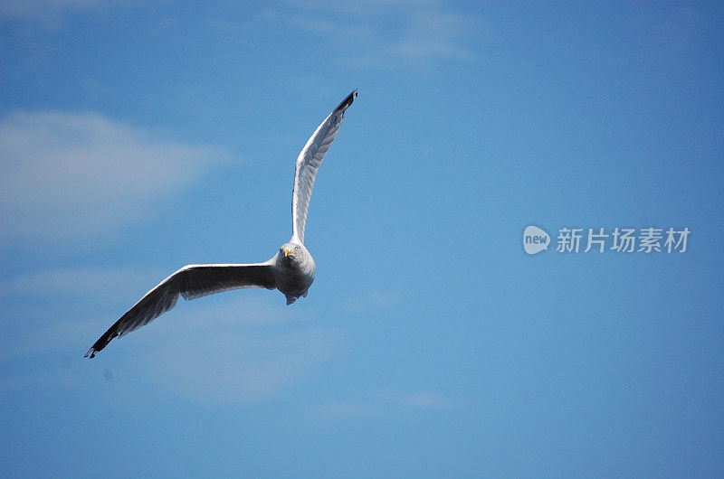 把海鸥