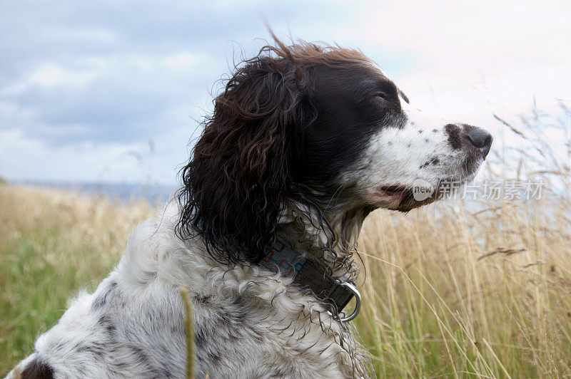 英国的施普林格猎犬头向左