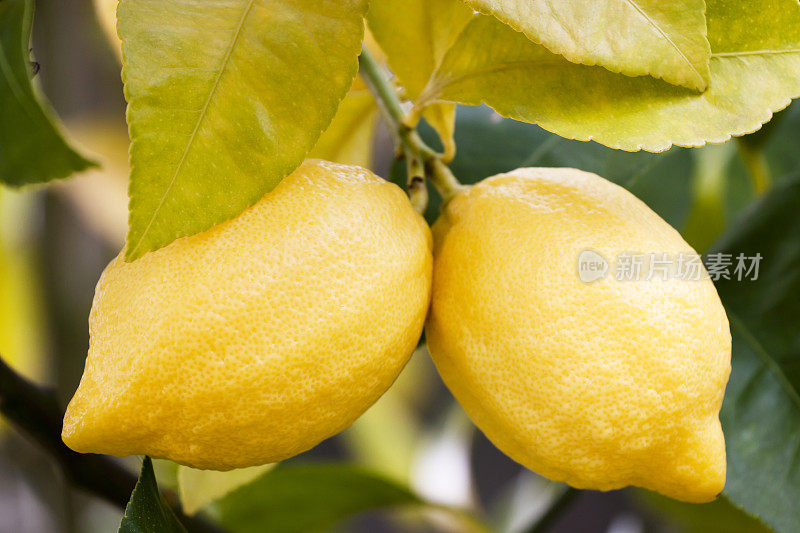 柑橘树枝上的两个黄色柠檬