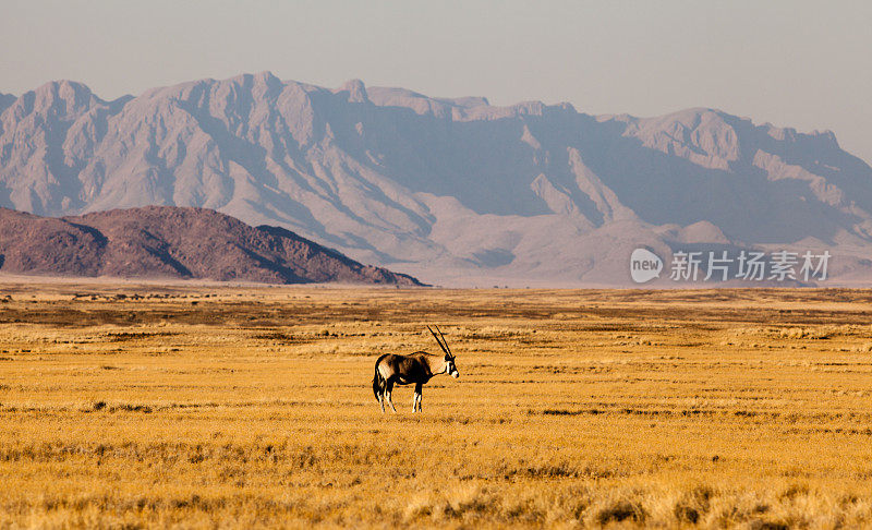 非洲纳米比亚的大羚羊