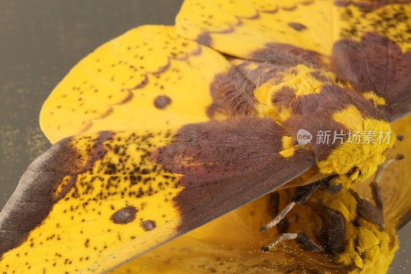 从上面看大飞蛾