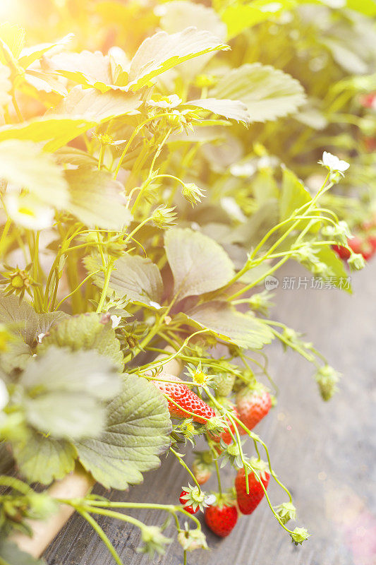 田间草莓植株