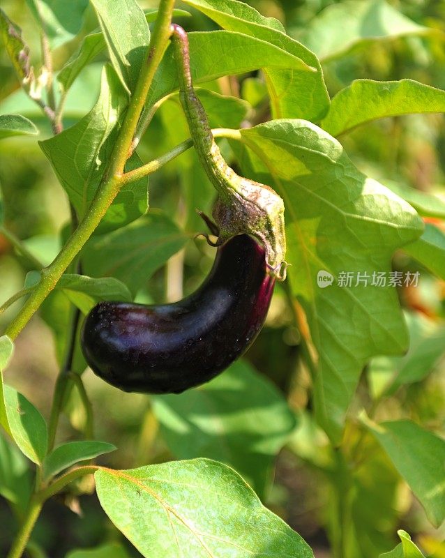 茄子(茄属植物melongena)