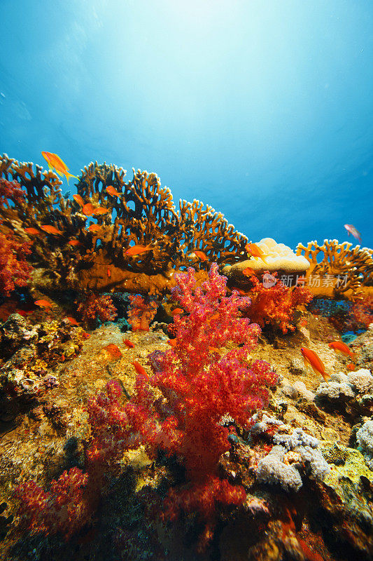 珊瑚礁海洋生物水下摄影