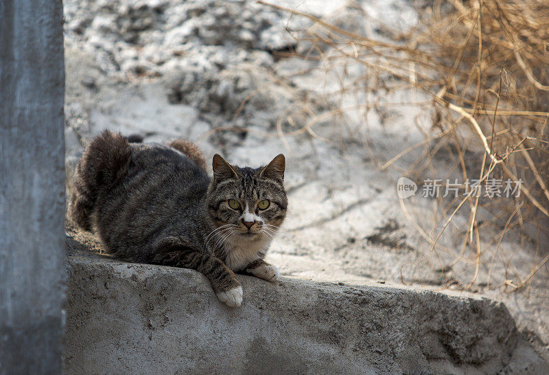 野猫紧张地盯着