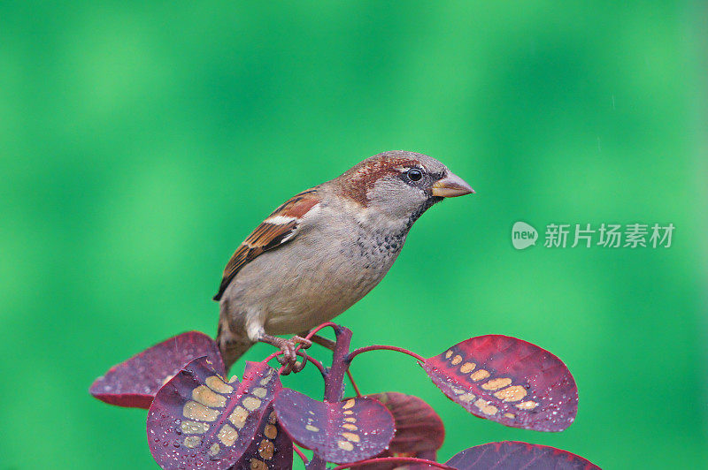 黄栌枝上的麻雀