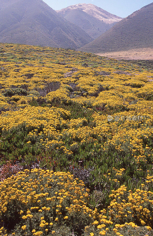 加州大苏尔海岸的黄色野花