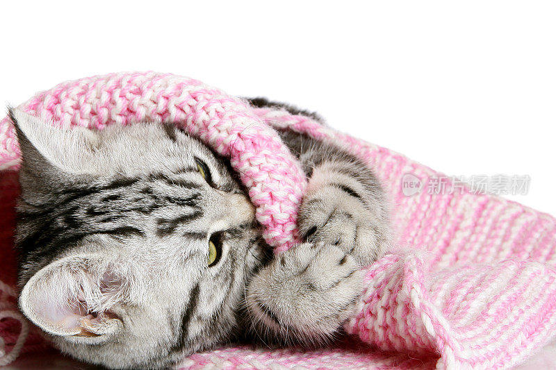 可爱的小猫在玩围巾