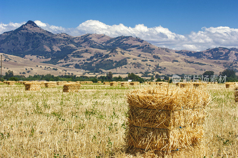 田野上一捆捆干草，背景是小山
