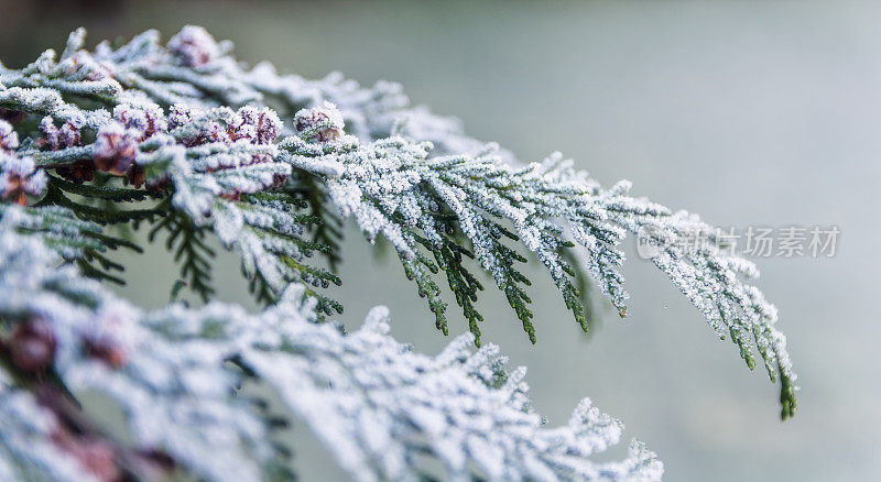 树上结霜，冬天的背景，寒冷的外面