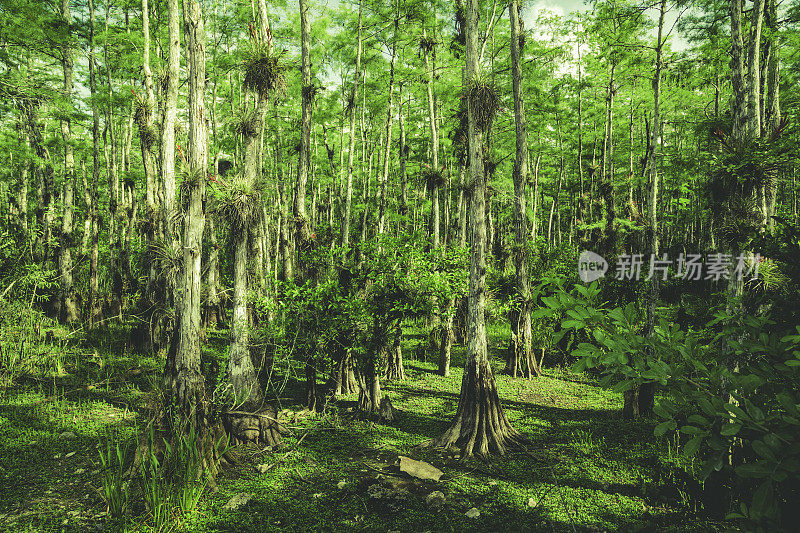 沼泽地干燥的沼泽绿化景观背景在夏季