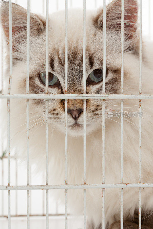 关在笼子里的猫