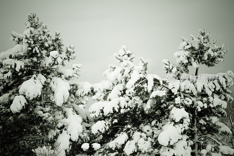 森林里覆盖松树的雪