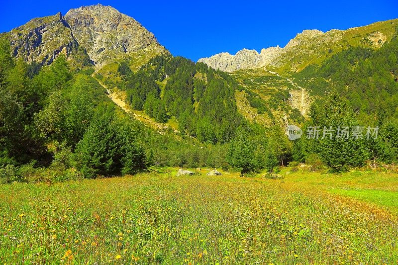 瑞士高山常青的乡村山谷在阳光明媚的日子