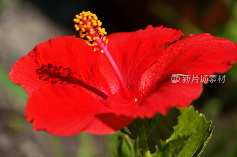 完美的红色芙蓉花