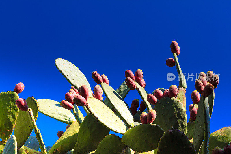 刺梨仙人掌植物对深蓝色的天空