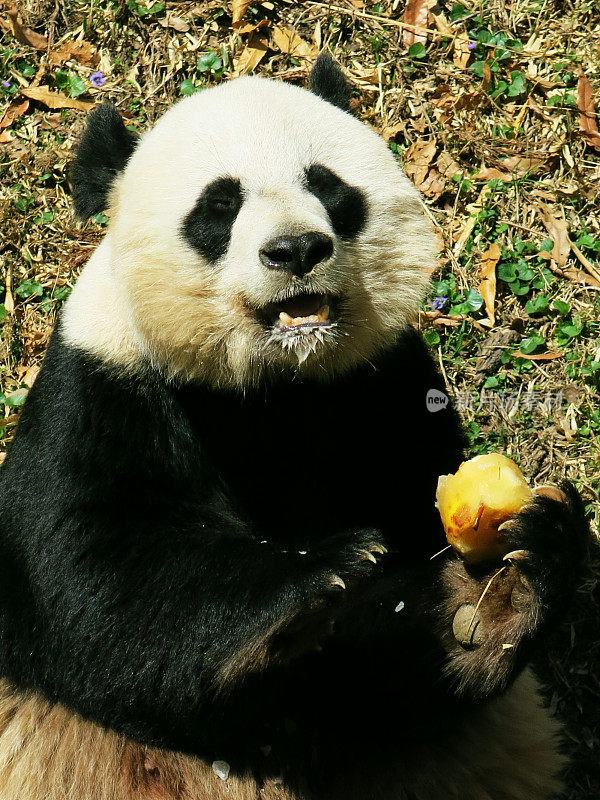 快乐的熊猫正在吃食物