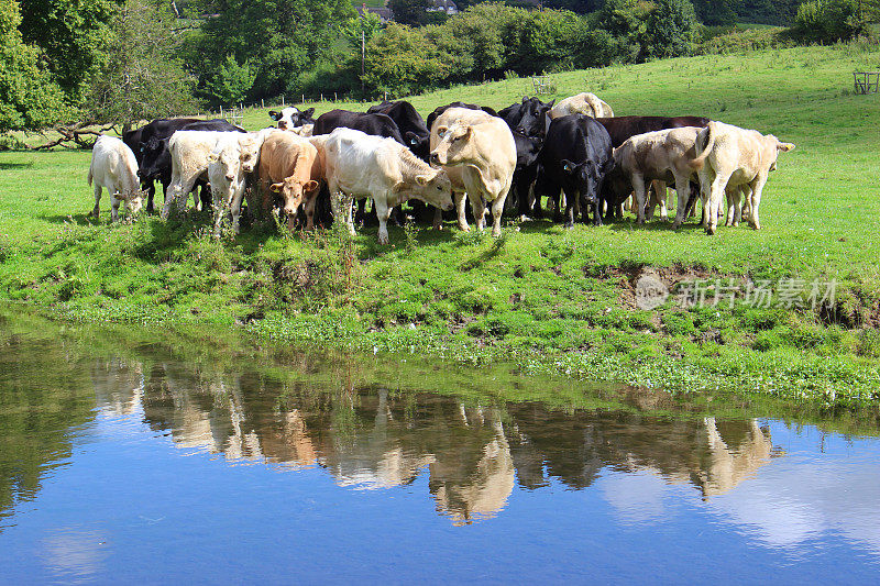 黑色和白色的奶牛，奶牛场，绿色的田野，乡村河流