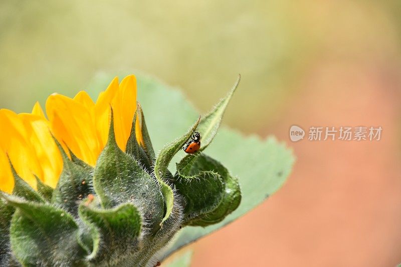 瓢虫在花