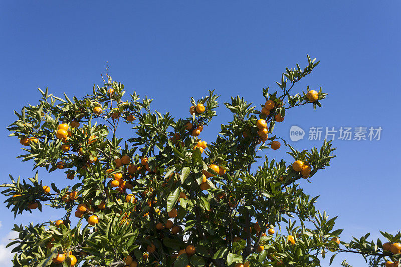 又熟又鲜的橘子挂在枝头