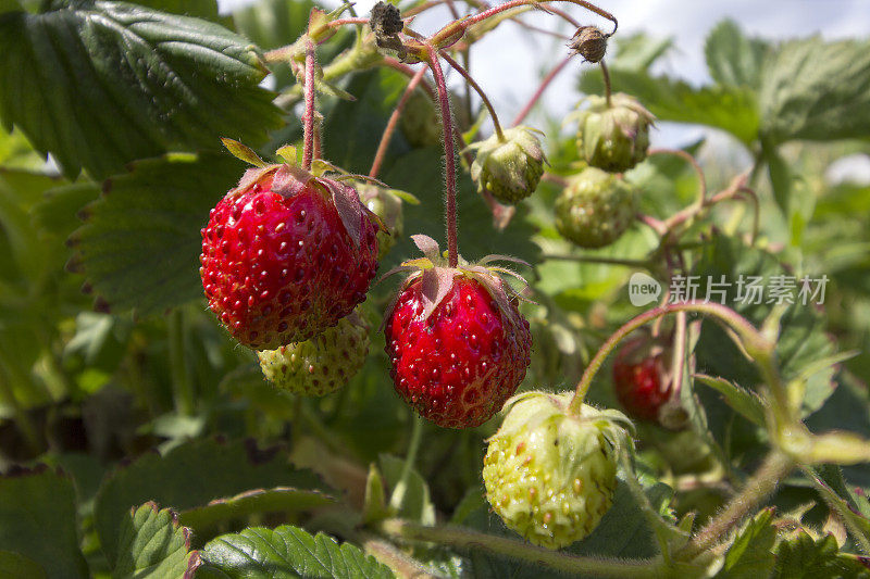 成熟的草莓果实挂在枝头