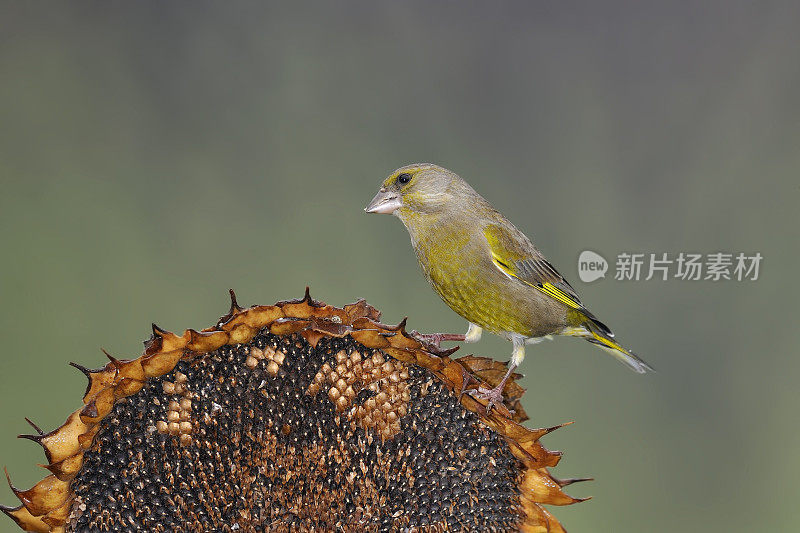 绿雀(绿雀)