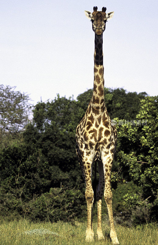 南非，东开普省，长颈鹿。